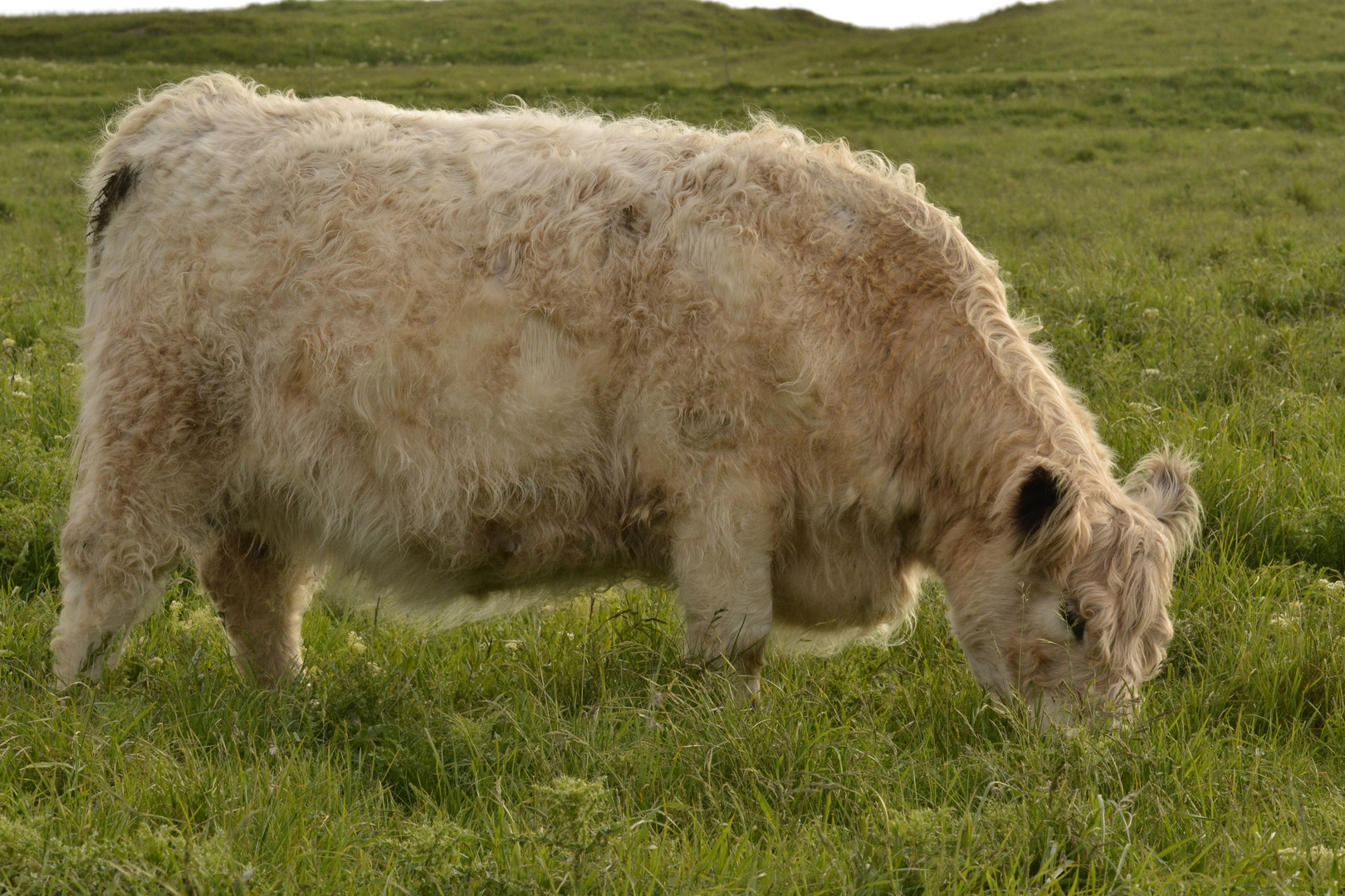 das Gras auf Helgoland schmeckt besonders lecker