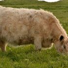 das Gras auf Helgoland schmeckt besonders lecker