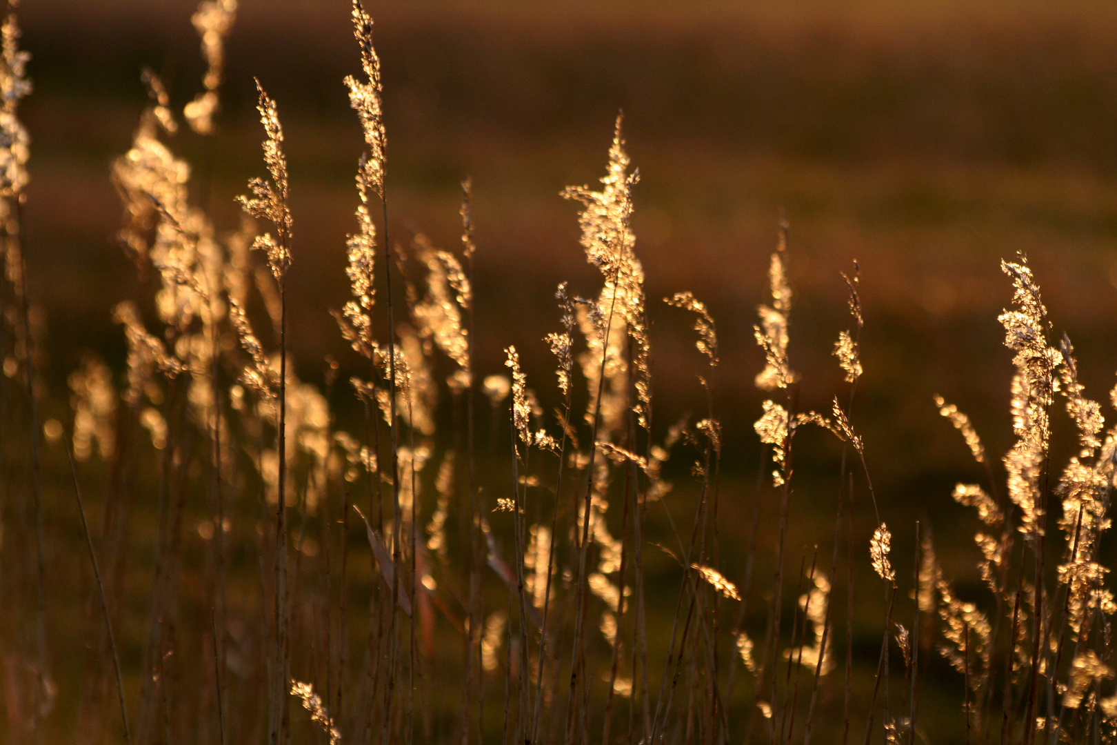 Das Gras, dass sich im Wind wiegt...(2)