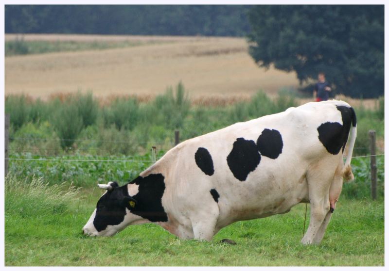 Das Gras dieser Weide ist zum Niederknien lecker....