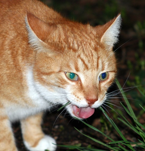 Das Gras hat schon mal besser geschmeckt....