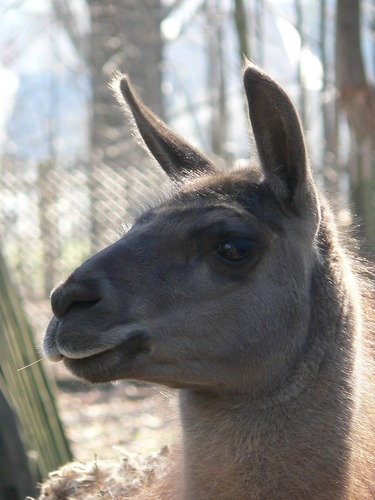 "...das Gras hat schonmal besser geschmeckt."