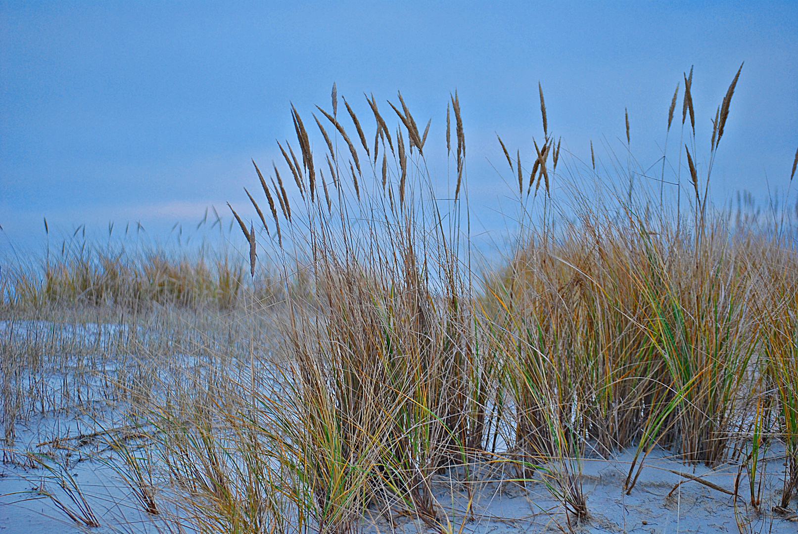 das Gras in den Dünen...