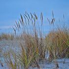 das Gras in den Dünen...