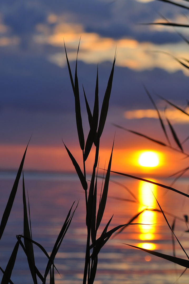 Das Gras in den letzten Sonnenstrahlen