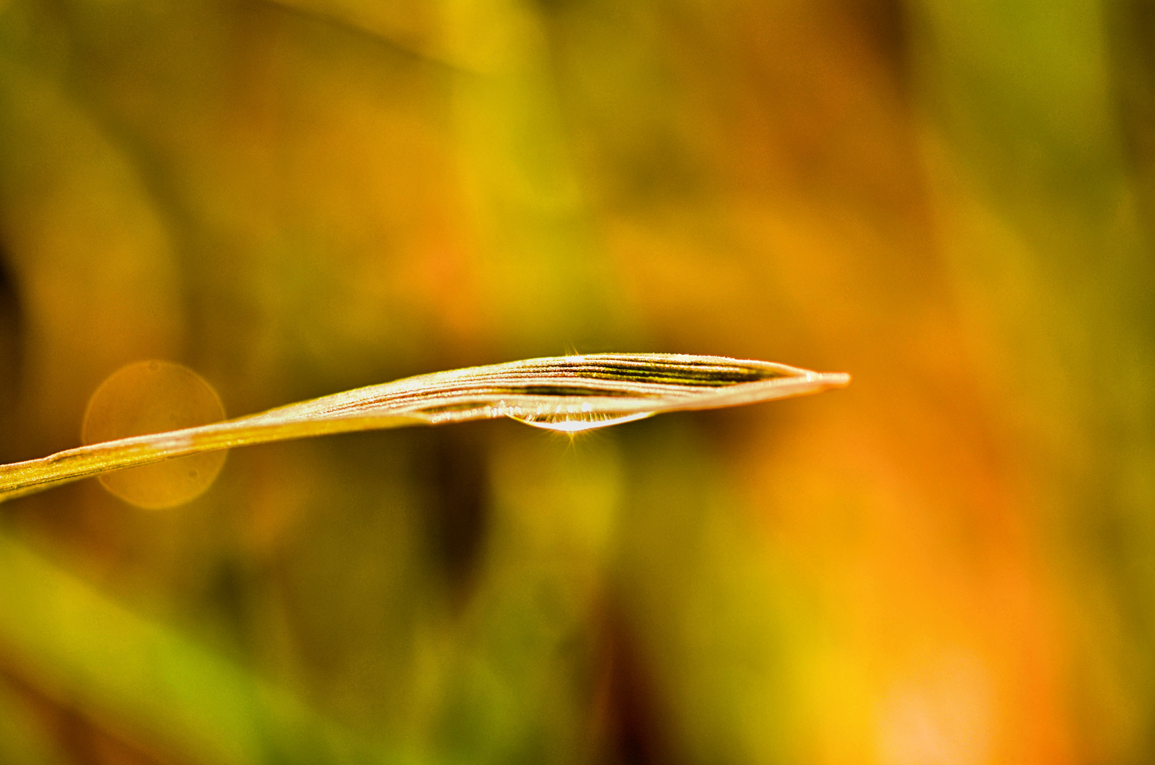 Das Gras in der Sonne