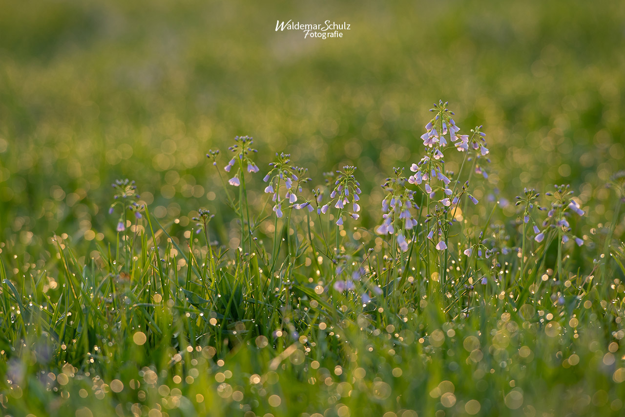 Das Gras ist saftig grün die blüten so zart und blau