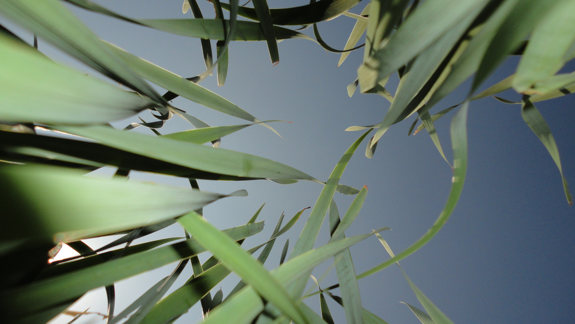 Das Gras von unten fotografiert