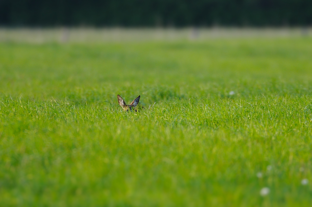 Das Gras wächst.