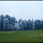 Das Gras war grün und der schwarze Wald wurde weiß...