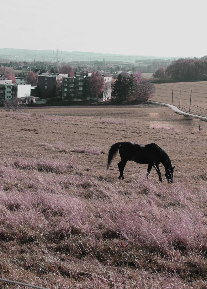 Das grasende Pferd