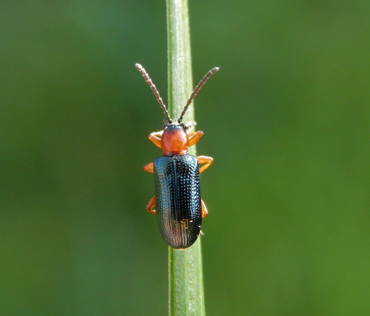 Das Grashähnchen Oulema melanopus/duftschmidi 