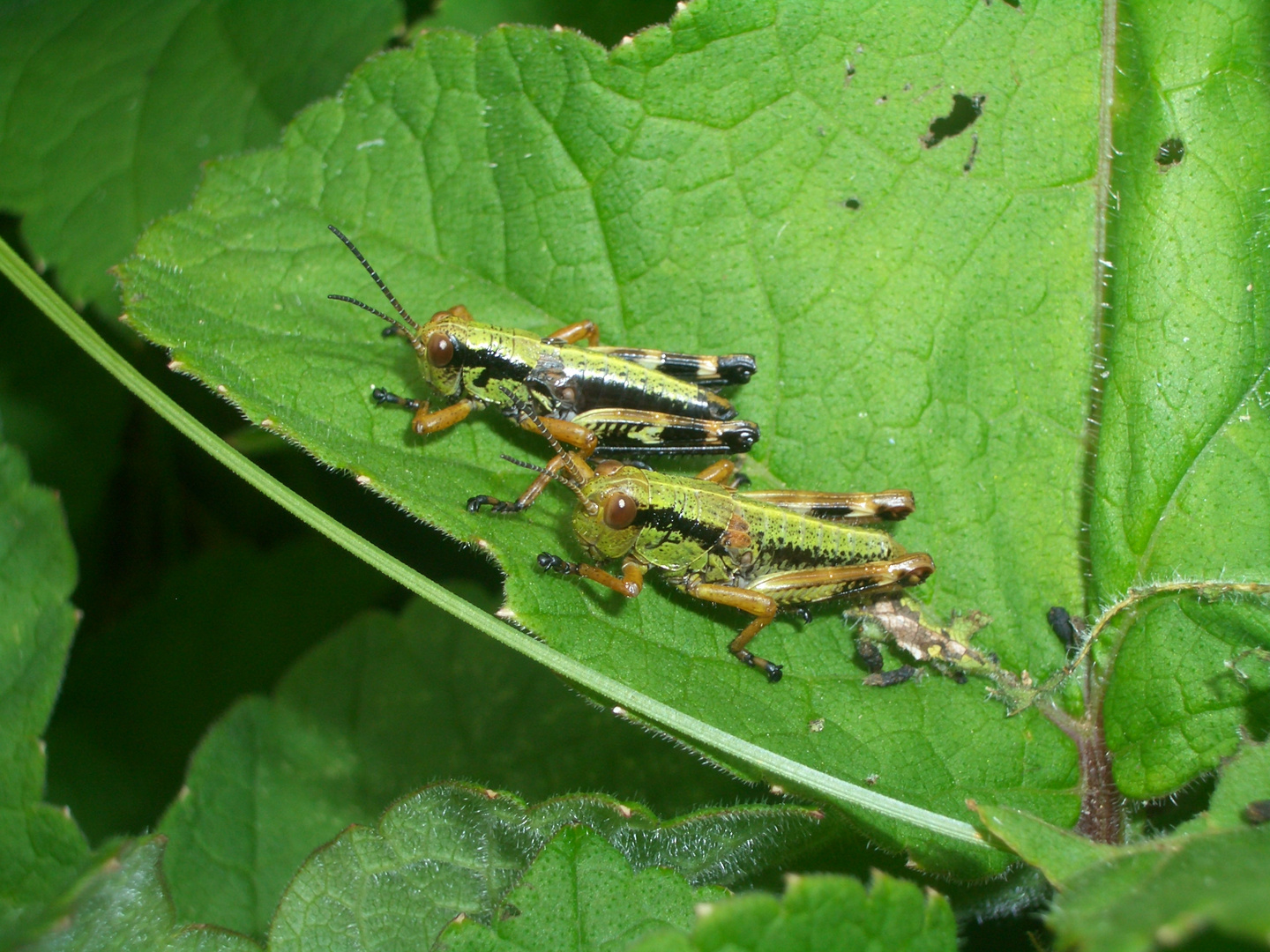 Das Grasshüpfer-Duo