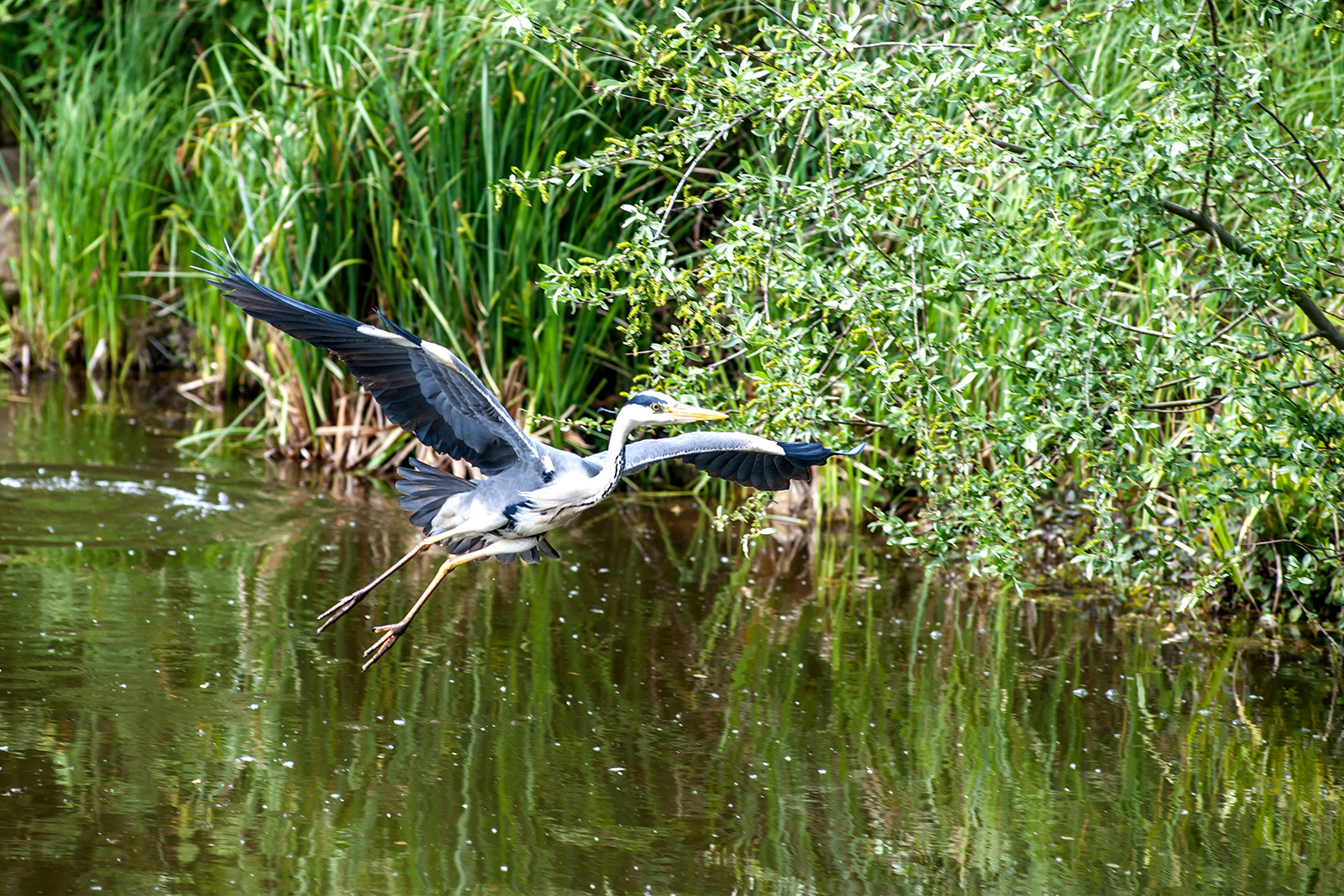 Das grauen Fliegt 