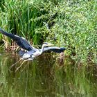 Das grauen Fliegt 