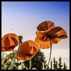 Das Grauen lauert im Mohn