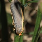 Das Grauleib-Flechtenbärchen (Eilema lurideola) - Bild 1 