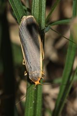 Das Grauleib-Flechtenbärchen (Eilema lurideola) - Bild 1 