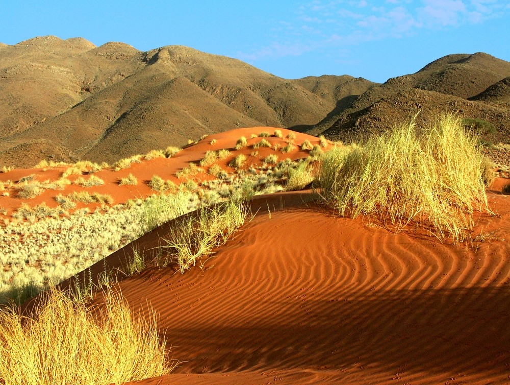 Das Greisenhaar der Wüste