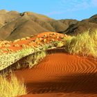 Das Greisenhaar der Wüste