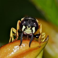 Das grimmige Gesicht des Bienenwolf-Weibchens (Philanthus triangulus)