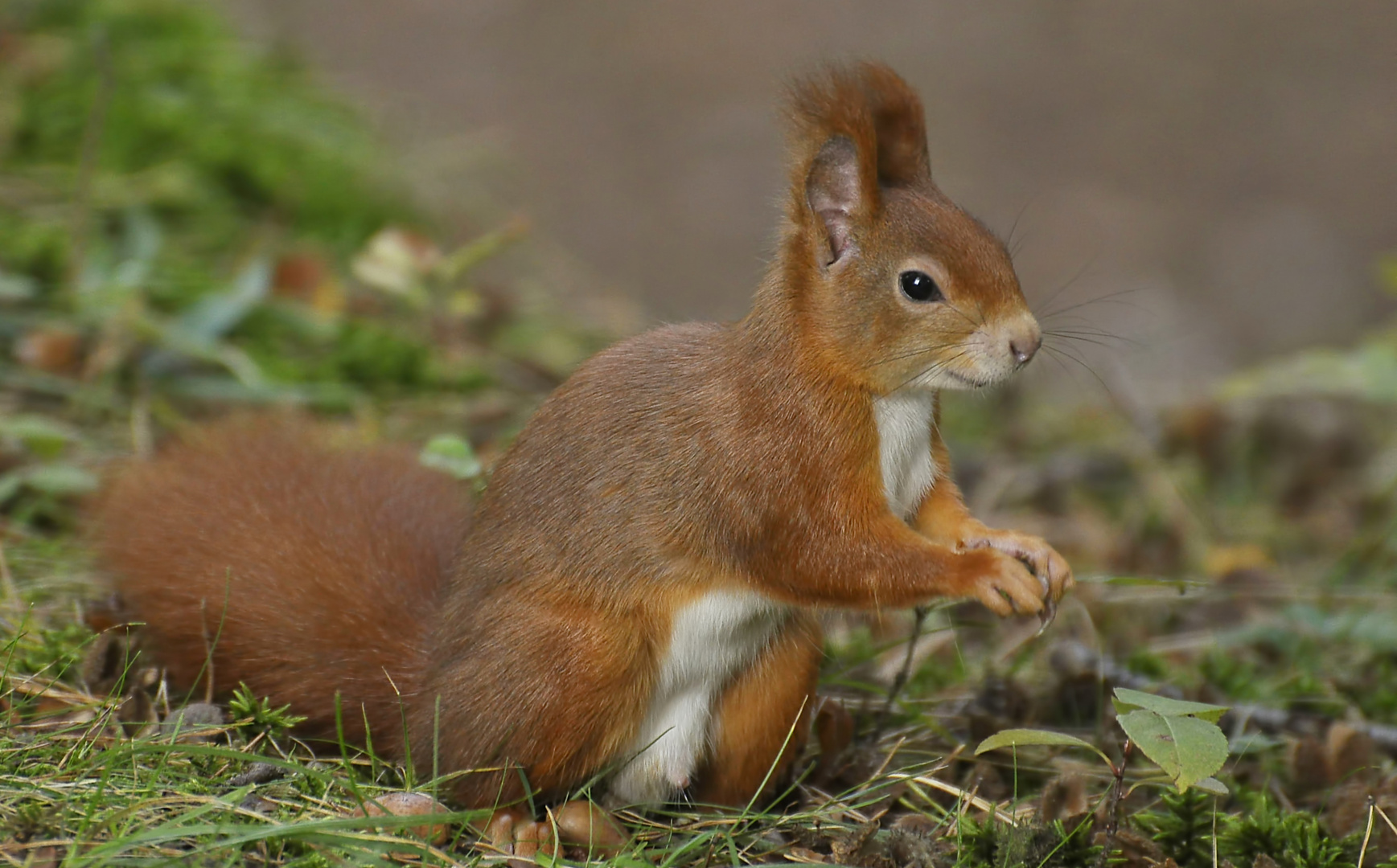 Das Grinse-Hörnchen