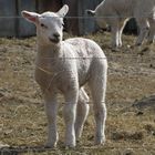 Das grinsende Lamm - the smiling lamb