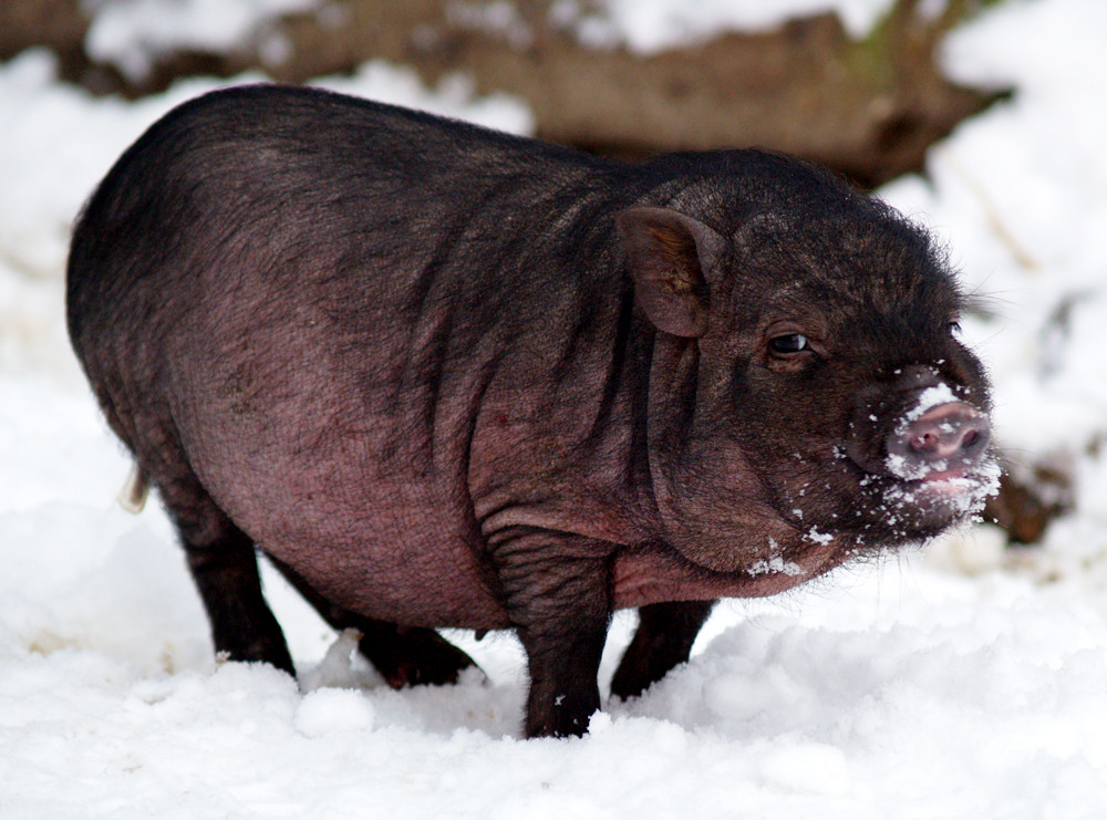 "das grinsende Schwein"