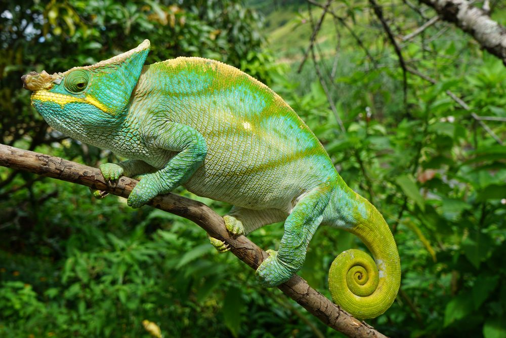Das grösste Chamäleon Madagaskars Foto & Bild | tiere, natur, wildlife
