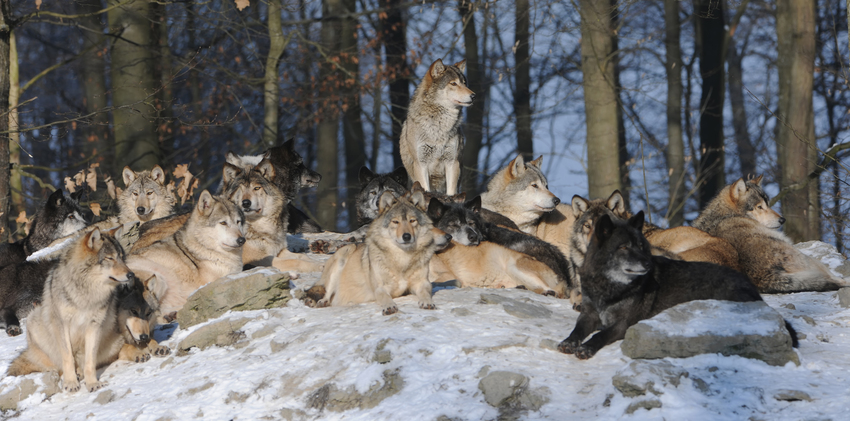 Das Grosste Wolfsrudel Foto Bild Tiere Natur Bilder Auf Fotocommunity