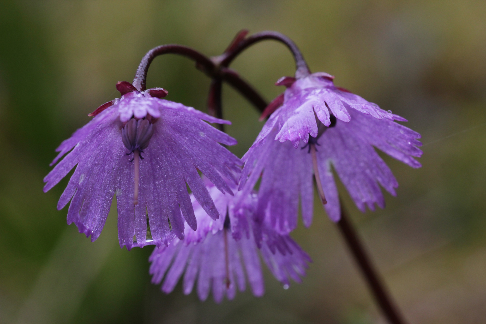 Das Große Alpenglöckchen (Soldanella alpina) im Regen