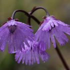 Das Große Alpenglöckchen (Soldanella alpina) im Regen