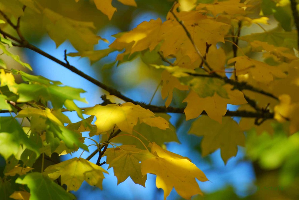 Das große BLAU und das große GELB