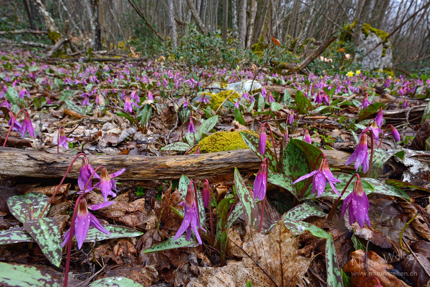 Das grosse Blumenmeer