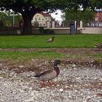 "Das große Entenwettrennen am Bodensee"