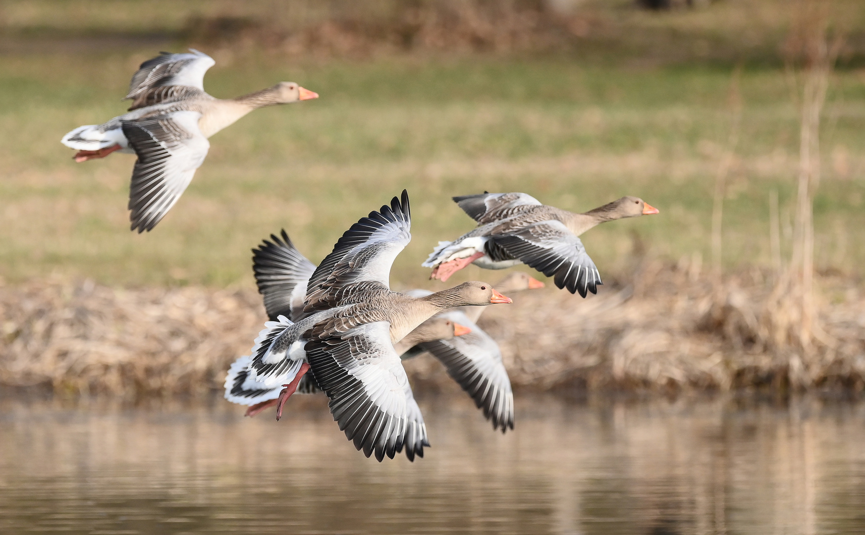 Das große Fliegen