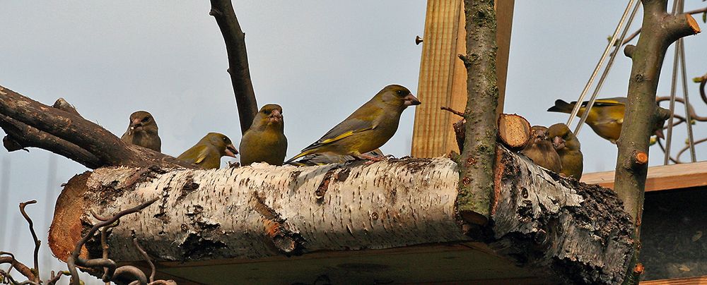 Das große Fressen am neu gebauten Platz