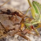 Das große Fressen (Balkansattelschrecke, Ephippiger discoidalis)