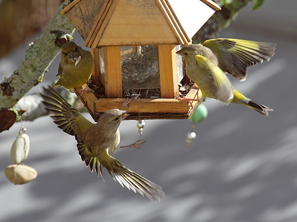 ...das große Fressen! Foto & Bild tiere, wildlife, wild lebende vögel
