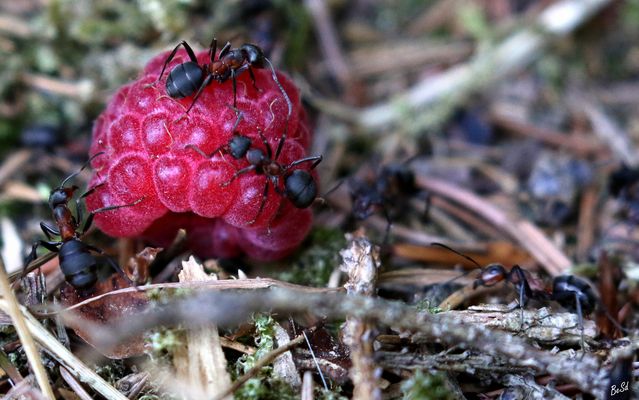 Ameisen Bilder & Fotos