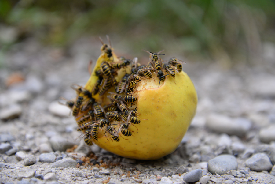 das große Fressen