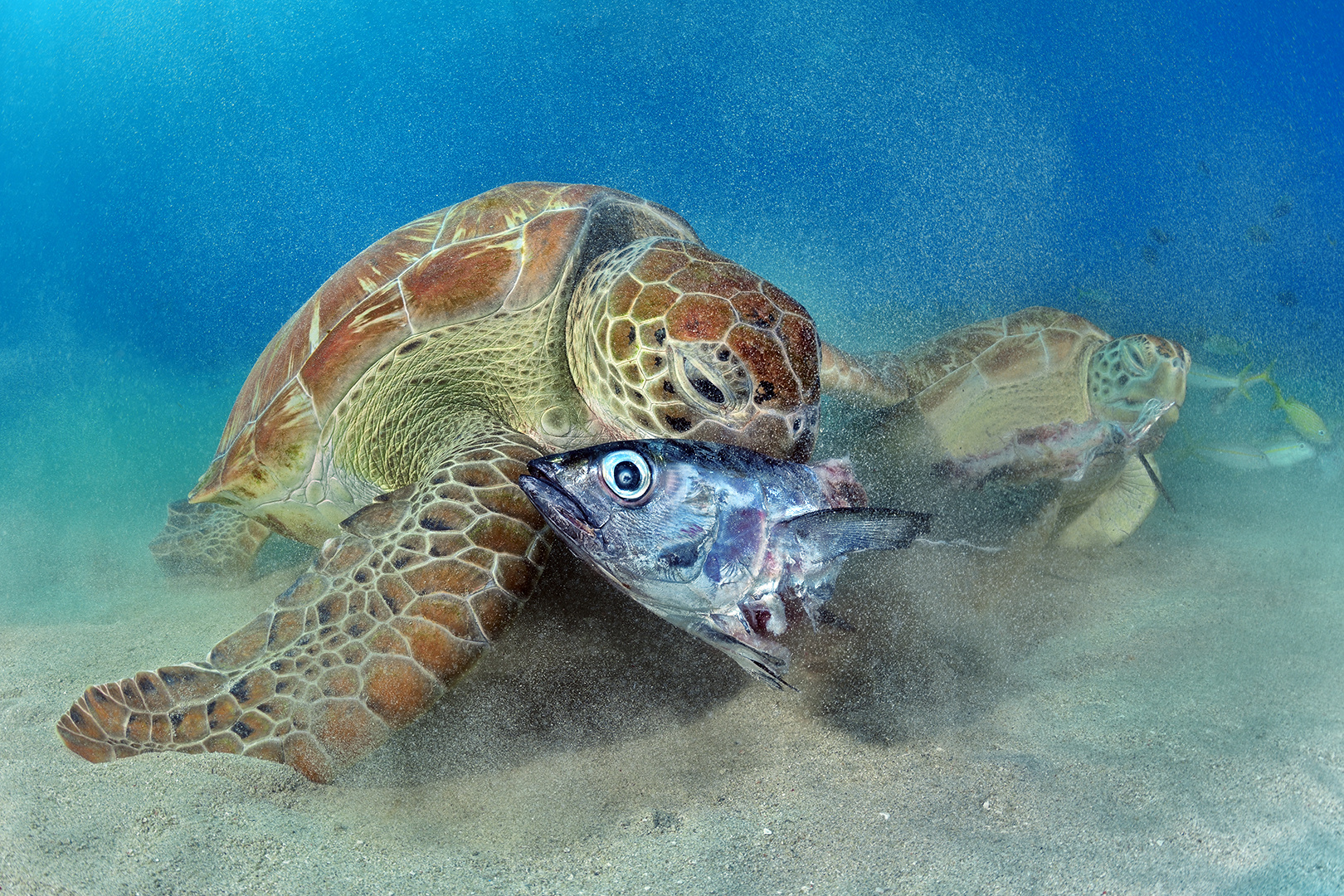 Das große Fressen (Grüne Meeresschildkröte/Chelonia mydas)