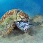 Das große Fressen (Grüne Meeresschildkröte/Chelonia mydas)