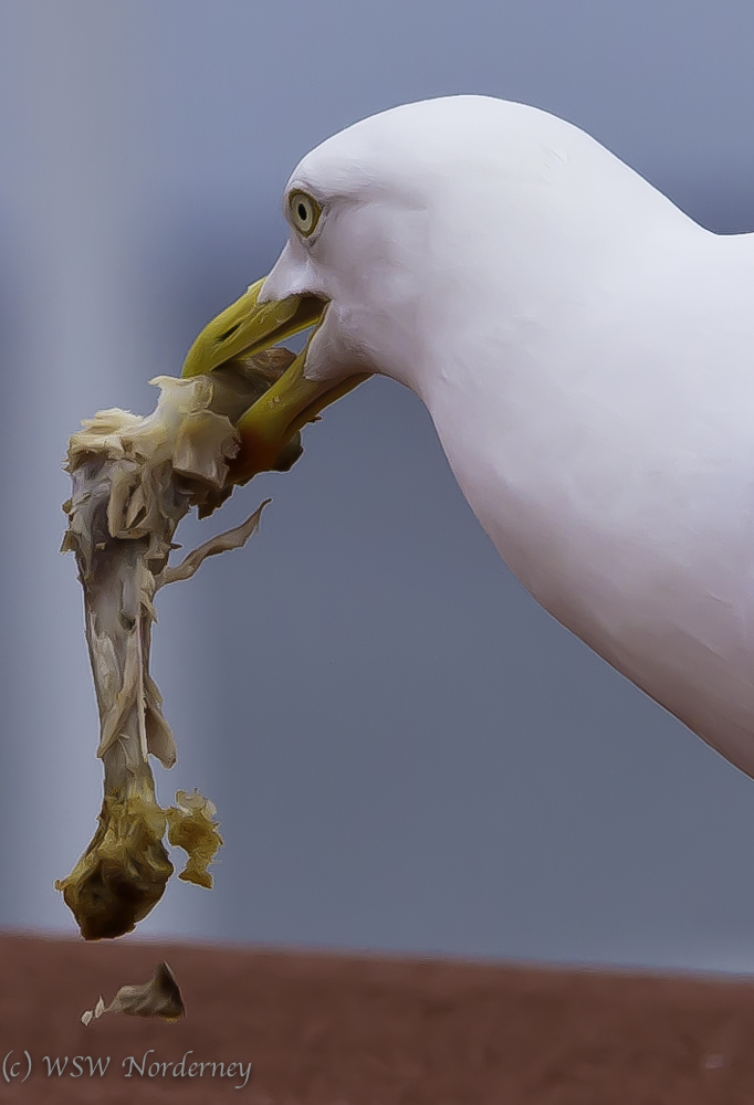 Das große Fressen II