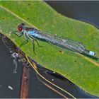 Das Große Granatage (Erythromma najas) . . .