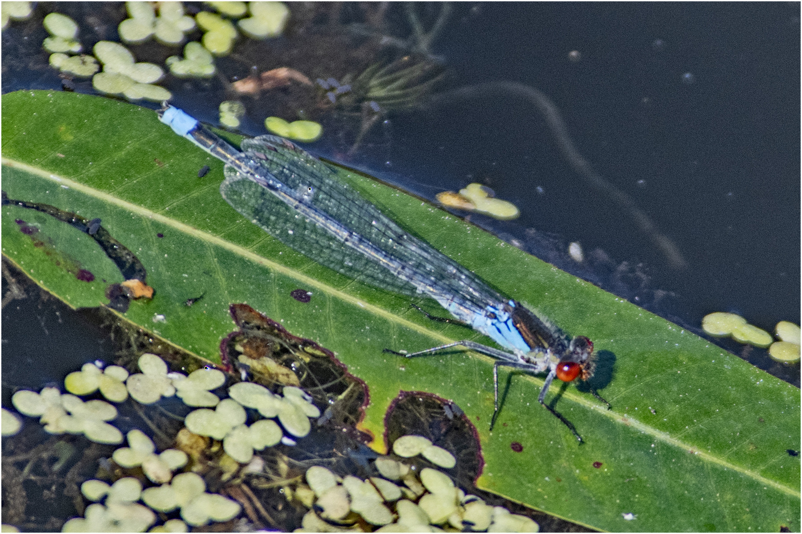 Das Große Granatauge (Erythromma najas) . . .