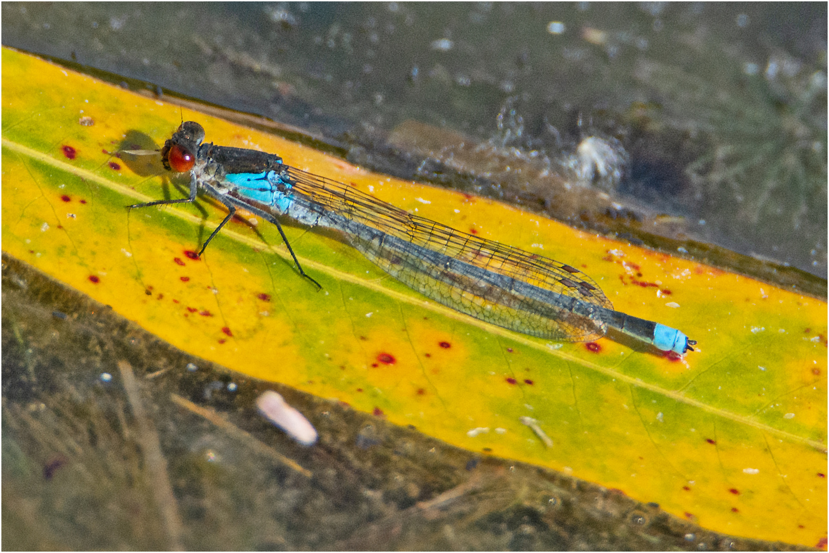 Das Große Granatauge (Erythromma najas) ist . . .