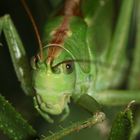 Das Große Grüne Heupferd (Tettigonia viridissima) jedenfalls ...