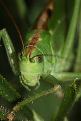 Das Große Grüne Heupferd (Tettigonia viridissima) jedenfalls ...