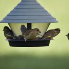 das große Grünfinken-Treffen
